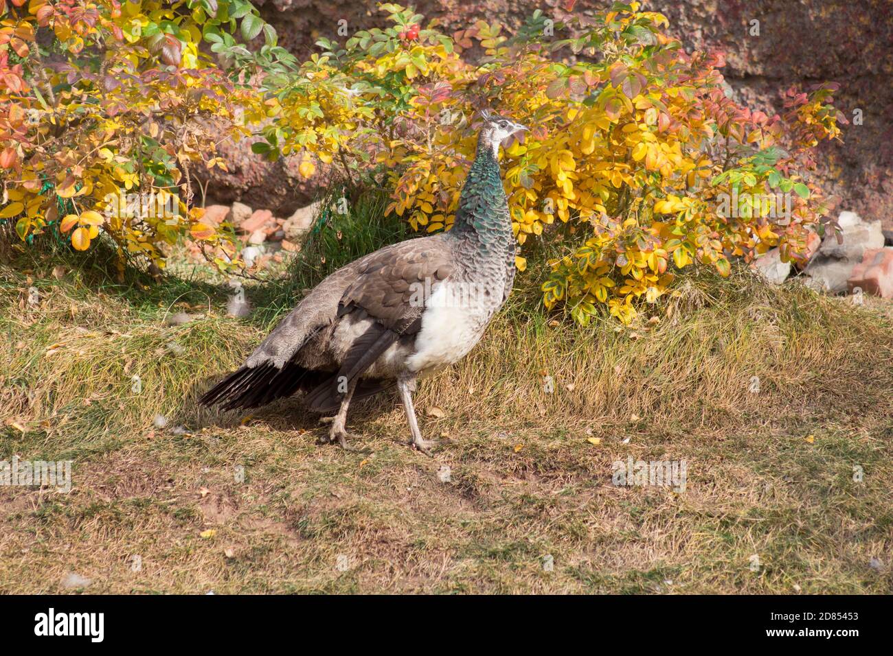 Weiblicher Indischer Pfau Stockfotos Und Bilder Kaufen Alamy