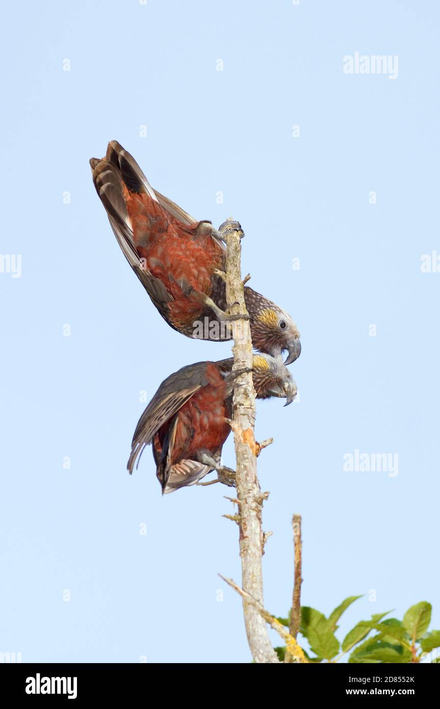 Kaka (Nestor meridionalis) Stewart Island, Neuseeland Stockfoto