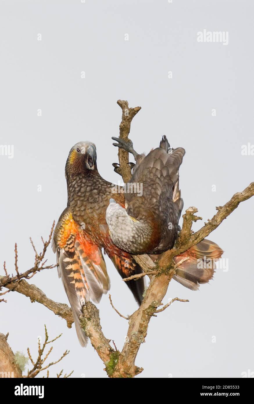 Kaka (Nestor meridionalis) Stewart Island, Neuseeland Stockfoto