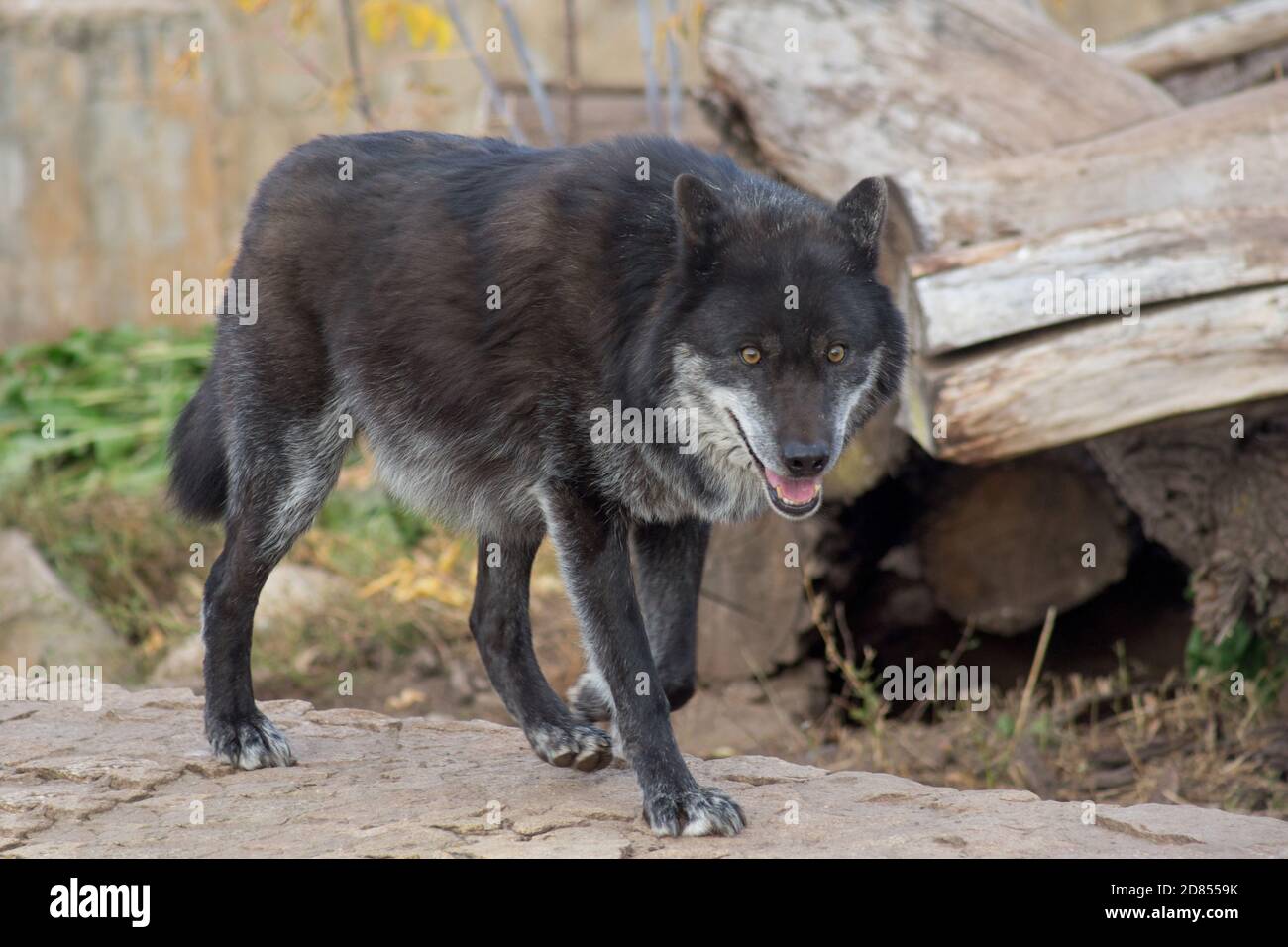 Schwarzer kanadischer Wolf beobachtet seine Beute. Canis lupus pambasileus. Tiere in der Tierwelt. Stockfoto