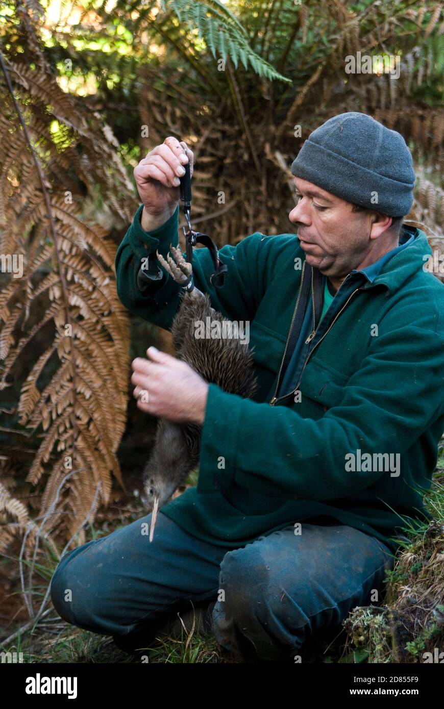 Erhaltung und Forschung von braunen Kiwi, Nordinsel, Neuseeland. Der Biologe Kerry Oates wiegt erwachsenen männlichen Kiwi. Stockfoto