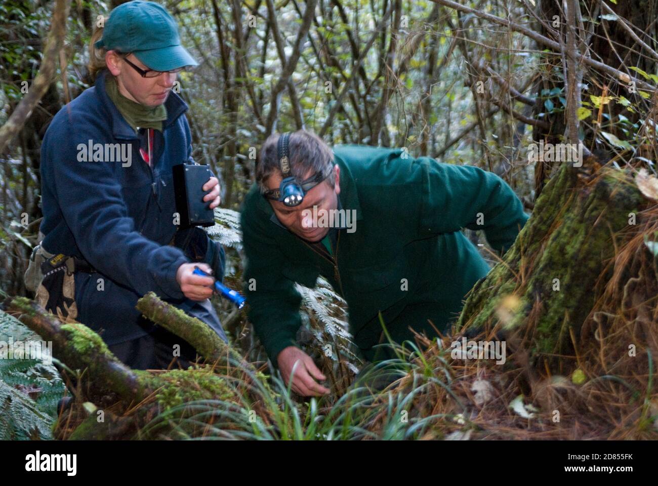Erhaltung und Forschung von braunen Kiwi, Nordinsel, Neuseeland. Biologen Marina Thurau und Kerry Oates auf der Suche nach Kiwi-Bau Stockfoto