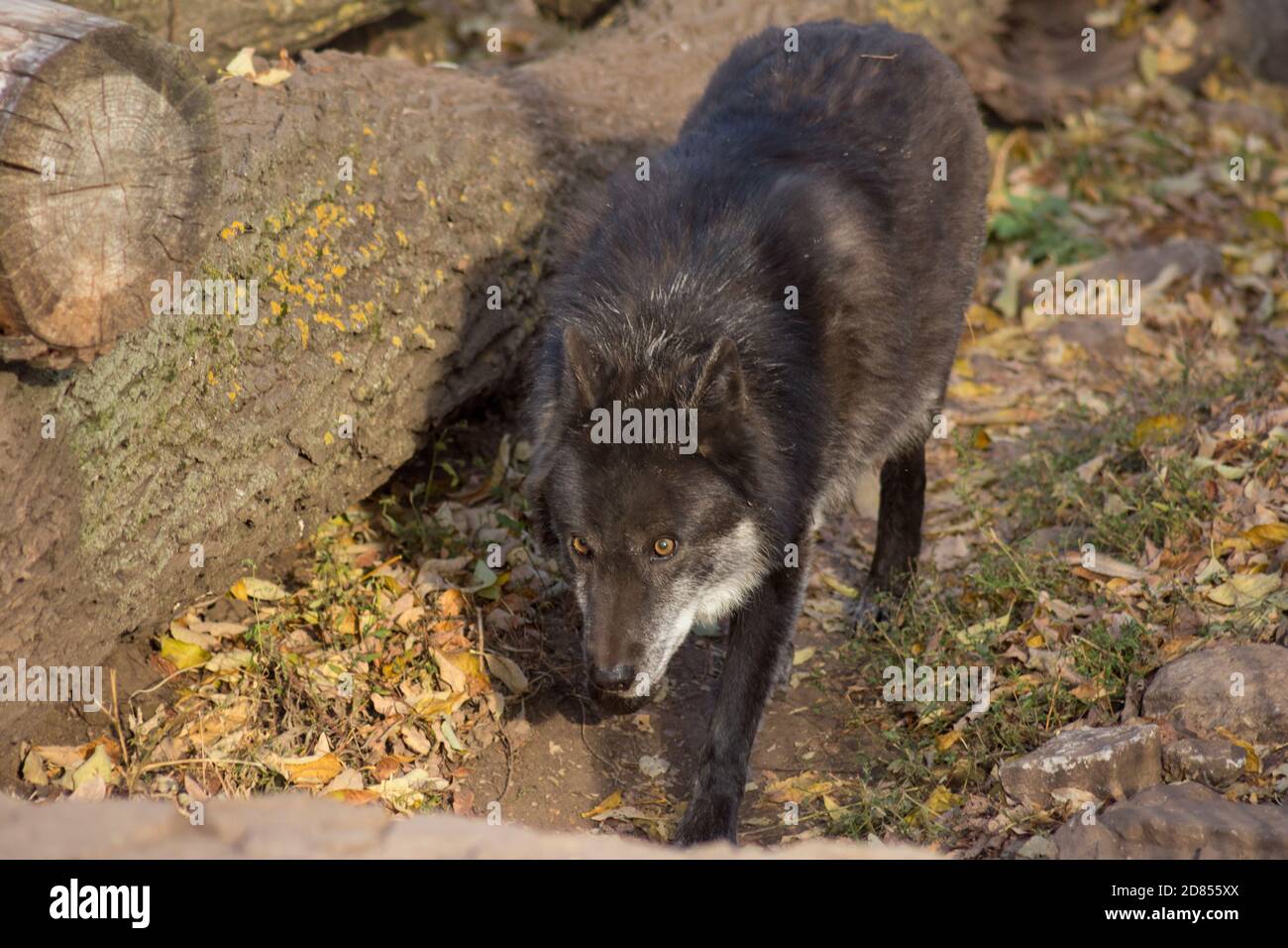 Schwarzer kanadischer Wolf schaut in die Kamera. Canis lupus pambasileus. Tiere in der Wildnis. Stockfoto