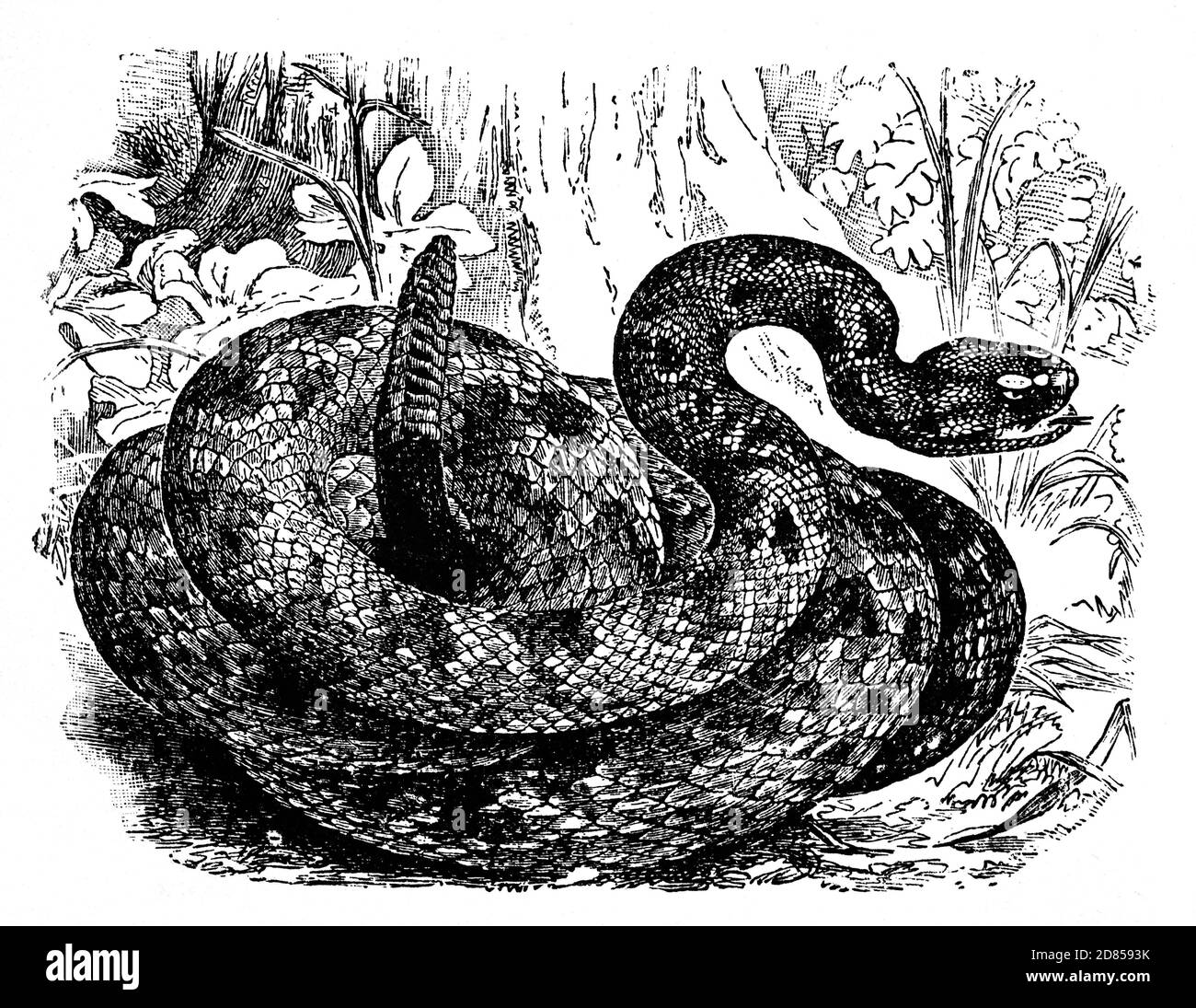 Eine Illustration aus dem 19. Jahrhundert einer Klapperschlange, einer Gruppe giftiger Schlangen der Gattungen Crotalus und Sistrurus der Unterfamilie Crotalinae (die Grubenviper). Die 36 bekannten Arten von Klapperschlangen sind in Amerika beheimatet, von Kanada bis Zentralargentiniens. Sie erhielten ihren Namen von der Rassel am Ende ihrer Schwänze, die verwendet wurde, um Raubtiere abzuschrecken oder als Warnung für Passanten dient. Stockfoto