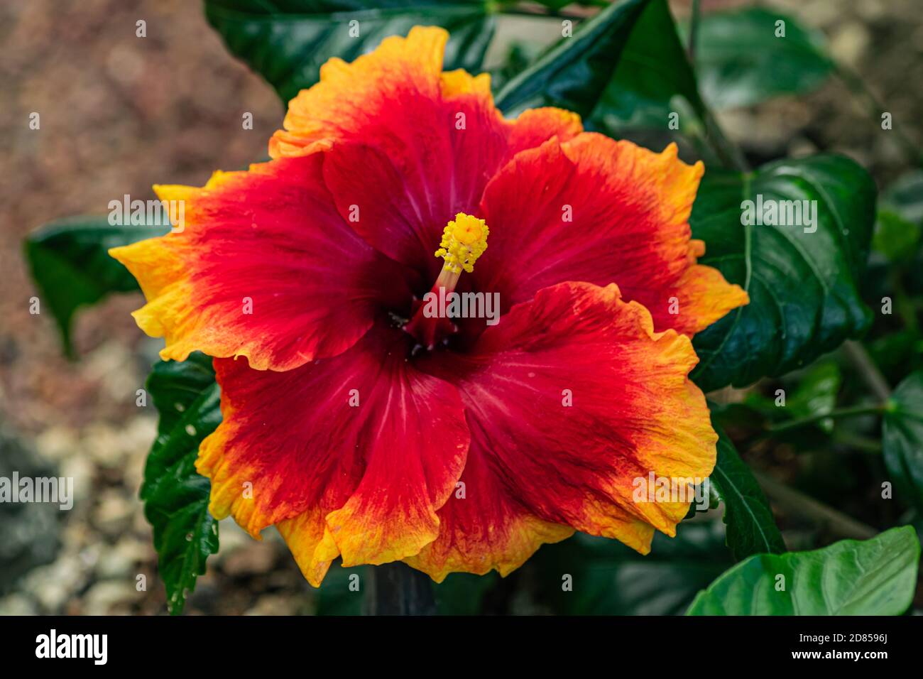 Orangerot Hibiscus rosa-sinensis blühend, mit grünem Blatthintergrund, Nahsicht Stockfoto