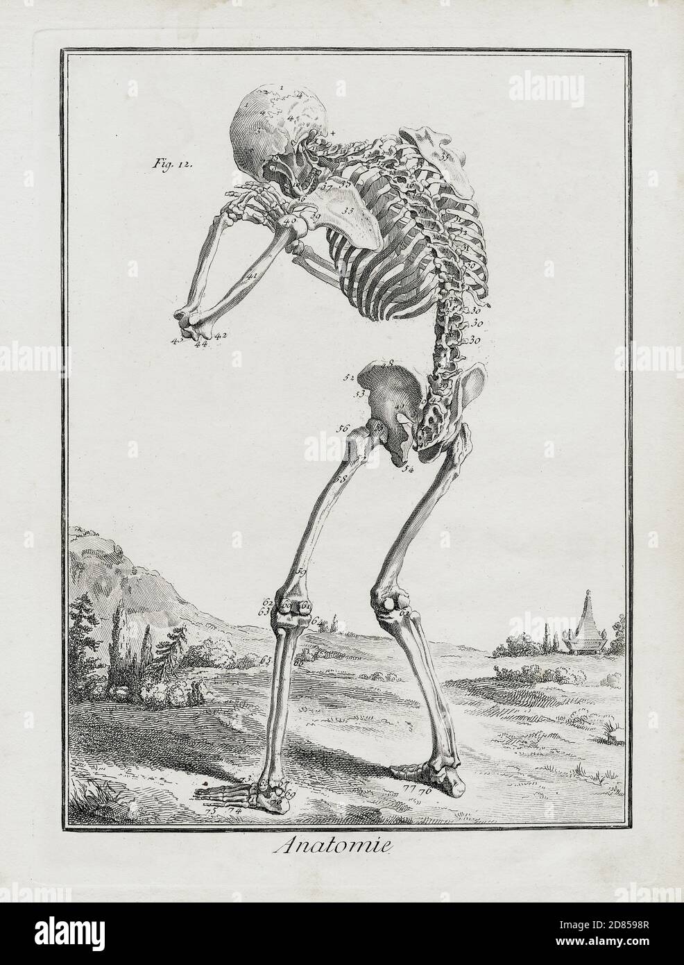 Anatomie - Skeleton-Gravur - De Humani Corporis Fabrica (auf dem Gewebe des menschlichen Körpers) 1543 von Andreas Vesalius. Stockfoto