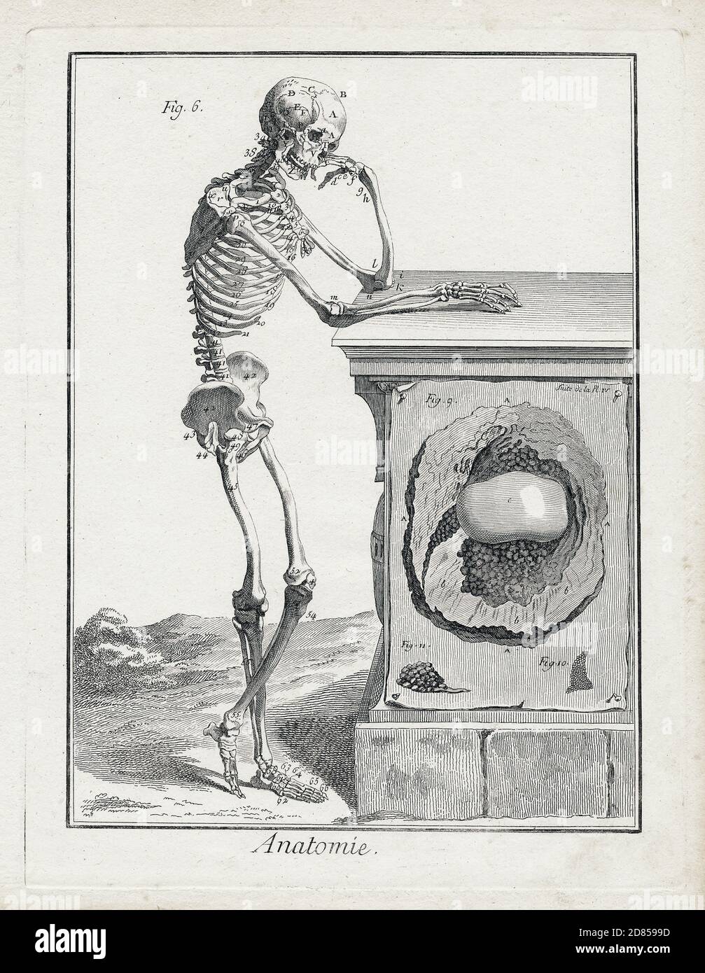 Anatomie - Skeleton-Gravur - De Humani Corporis Fabrica (auf dem Gewebe des menschlichen Körpers) 1543 von Andreas Vesalius. Stockfoto