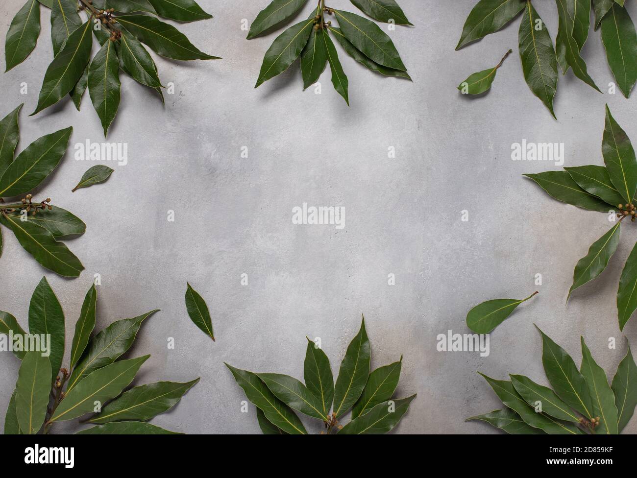 Grüne Laubblätter. Futterrahmen. Grauer Betonhintergrund, Kopierraum, horizontales Bild Stockfoto