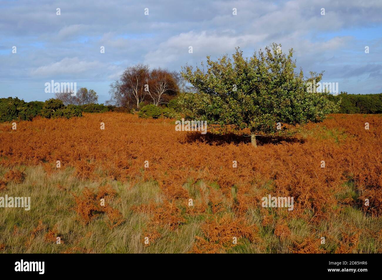 salthouse Heide, Nord norfolk, england Stockfoto