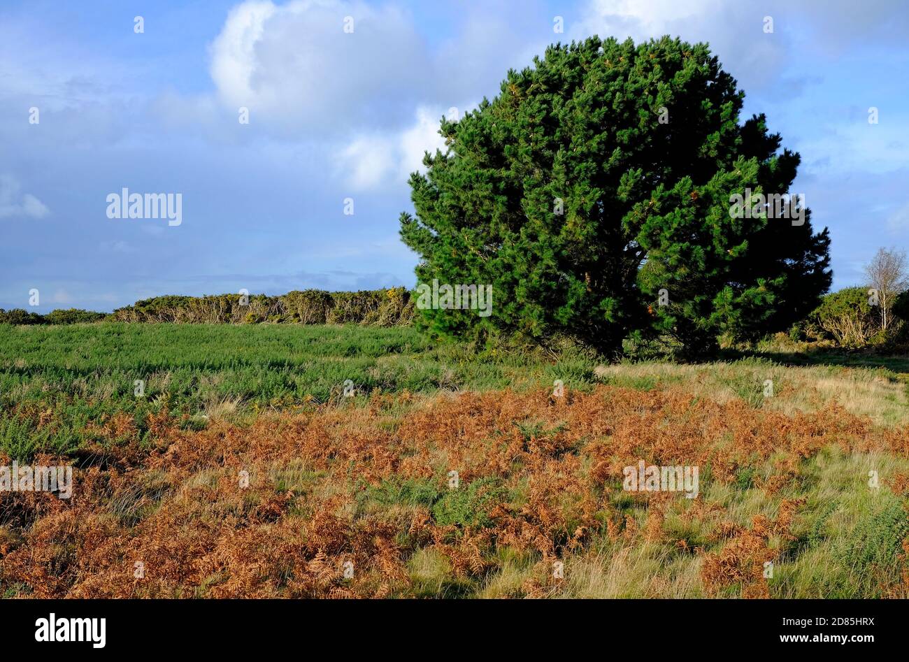 salthouse Heide, Nord norfolk, england Stockfoto