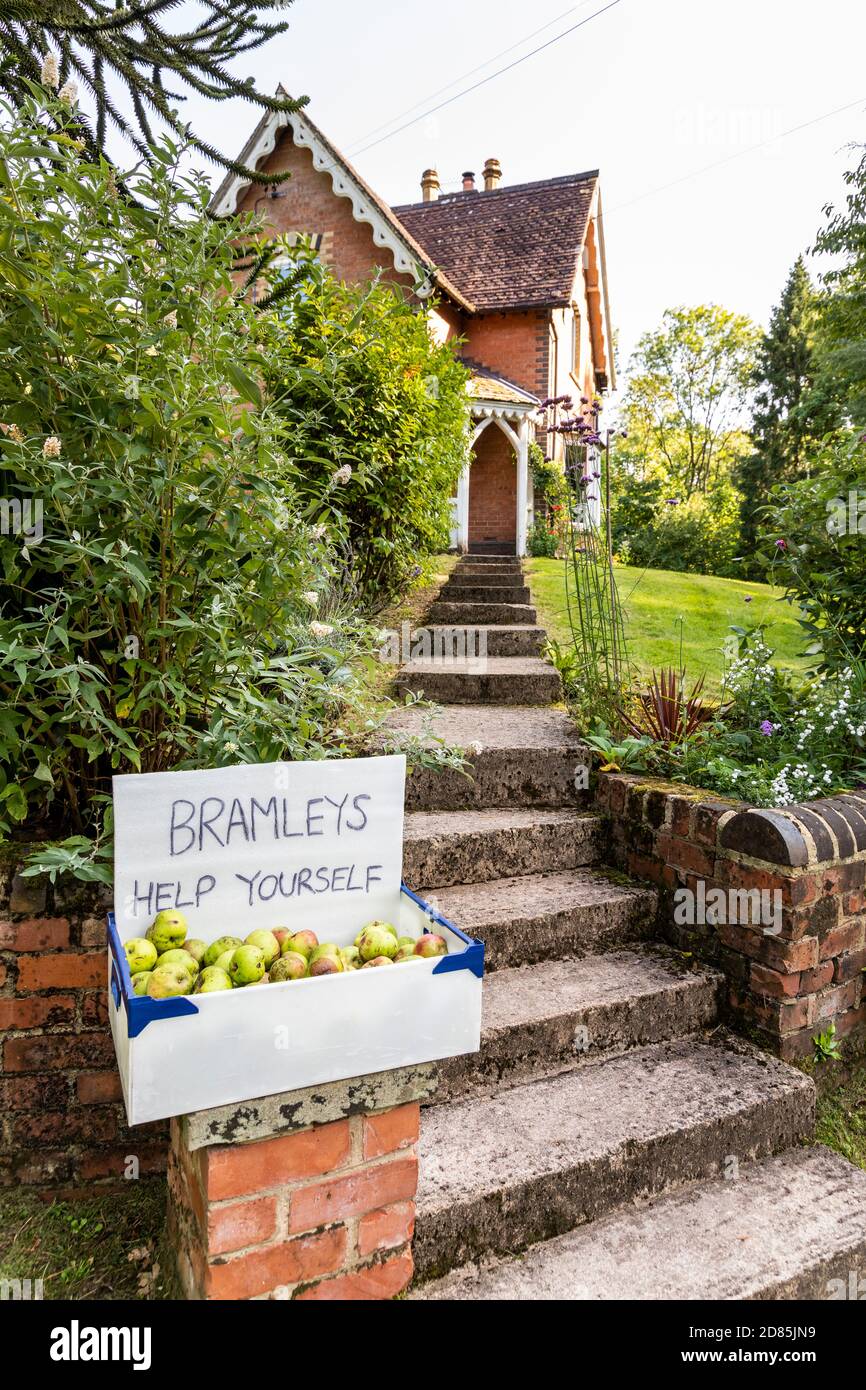 Kostenlose Bramley Äpfel vor einem Haus in Highnam Woods (direkt an der Kites Nest Lane) in der Nähe von Bulley, Gloucestershire UK Stockfoto