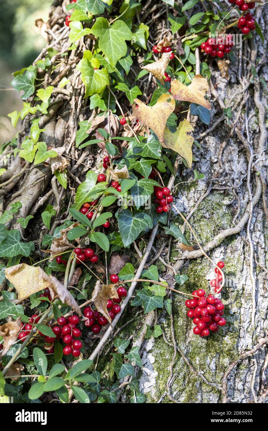 Schwarze Bryony Früchte und Efeu auf einem Baumstamm in Highnam Woods bei Bulley, Gloucestershire UK Stockfoto