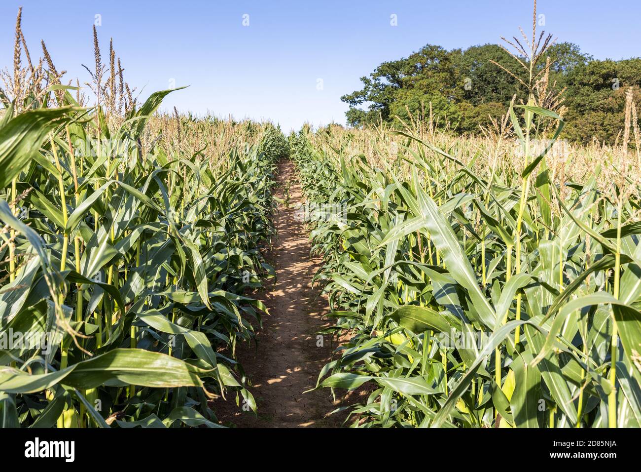 Ein öffentlicher Fußweg, der durch eine Ernte von reifem Mais in der Nähe des Dorfes Bulley, Gloucestershire, Großbritannien, wieder hergestellt wurde Stockfoto