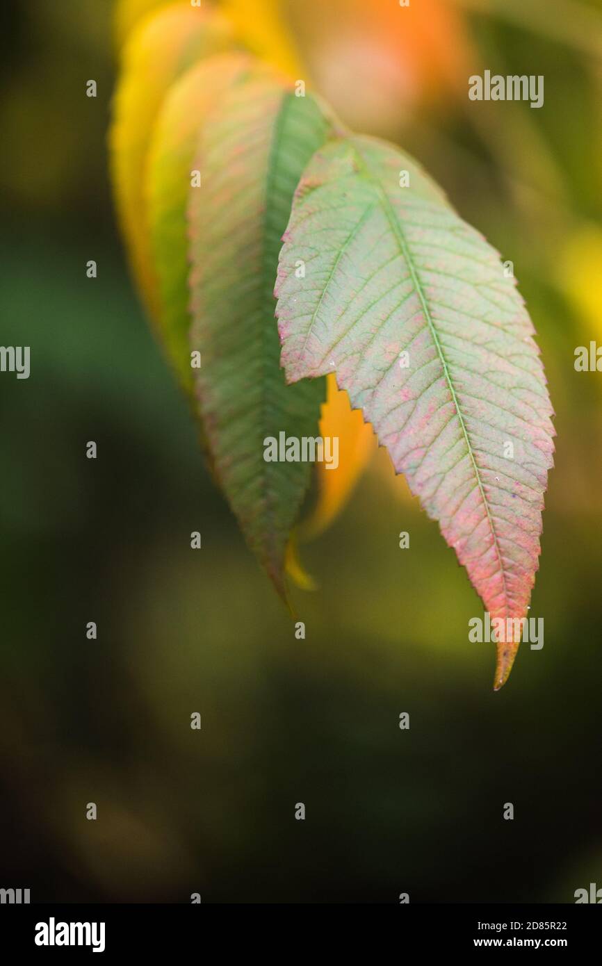 Die volle Farbe der herbstlichen Blätter auf den Bäumen am Batsford Arboretum. Stockfoto