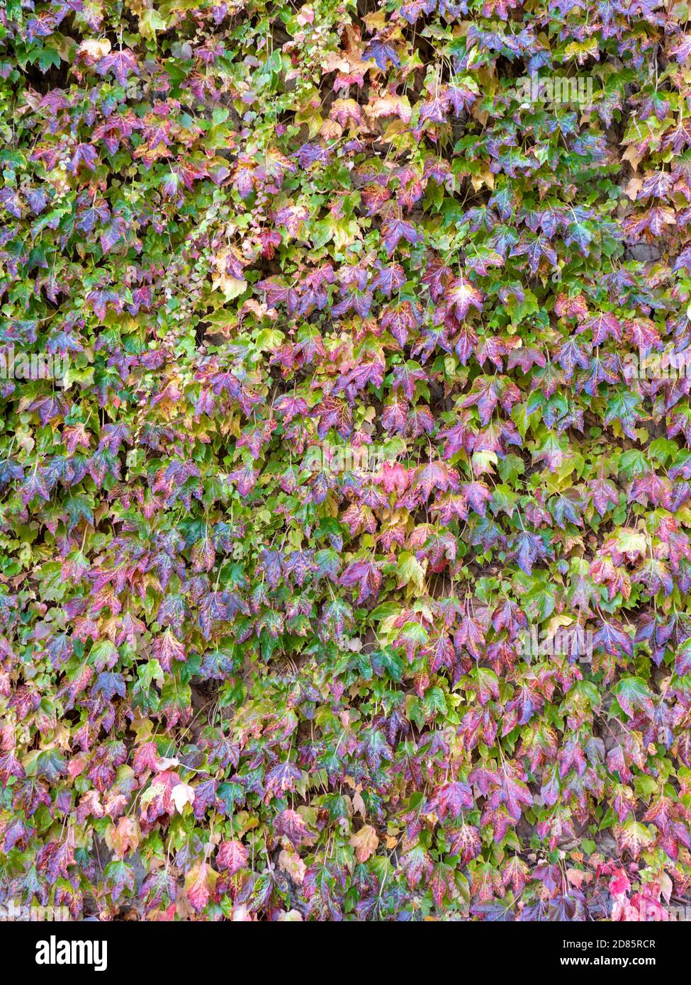 Virginia Creeper oder Parthenocissus quinquefolia Blätter klettern eine Wand Im Herbst voller grüner roter und goldener Herbstfarben Stockfoto