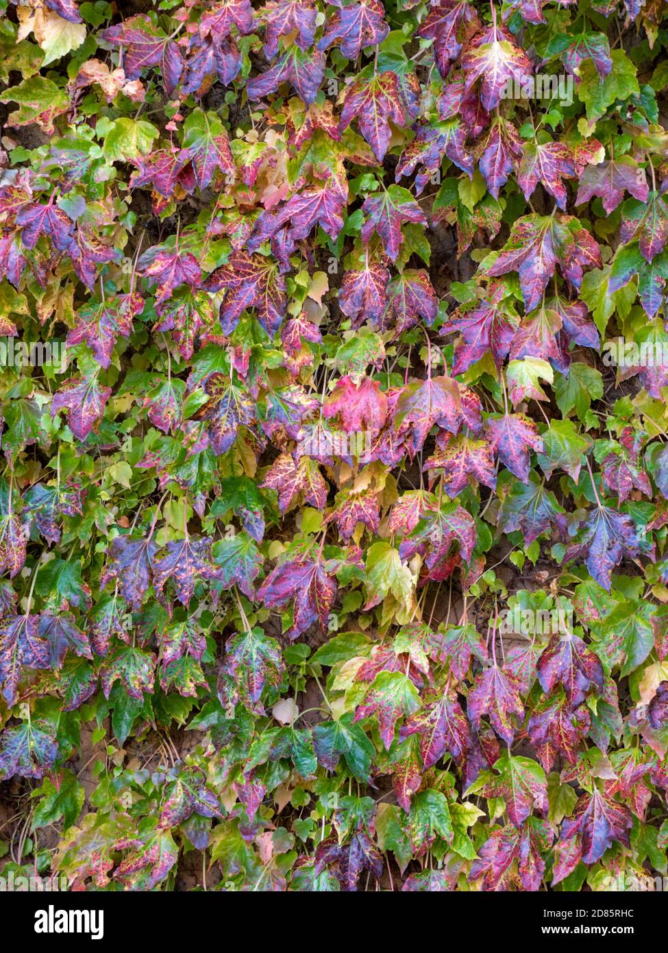 Virginia Creeper oder Parthenocissus quinquefolia Blätter klettern eine Wand Im Herbst voller grüner roter und goldener Herbstfarben Stockfoto