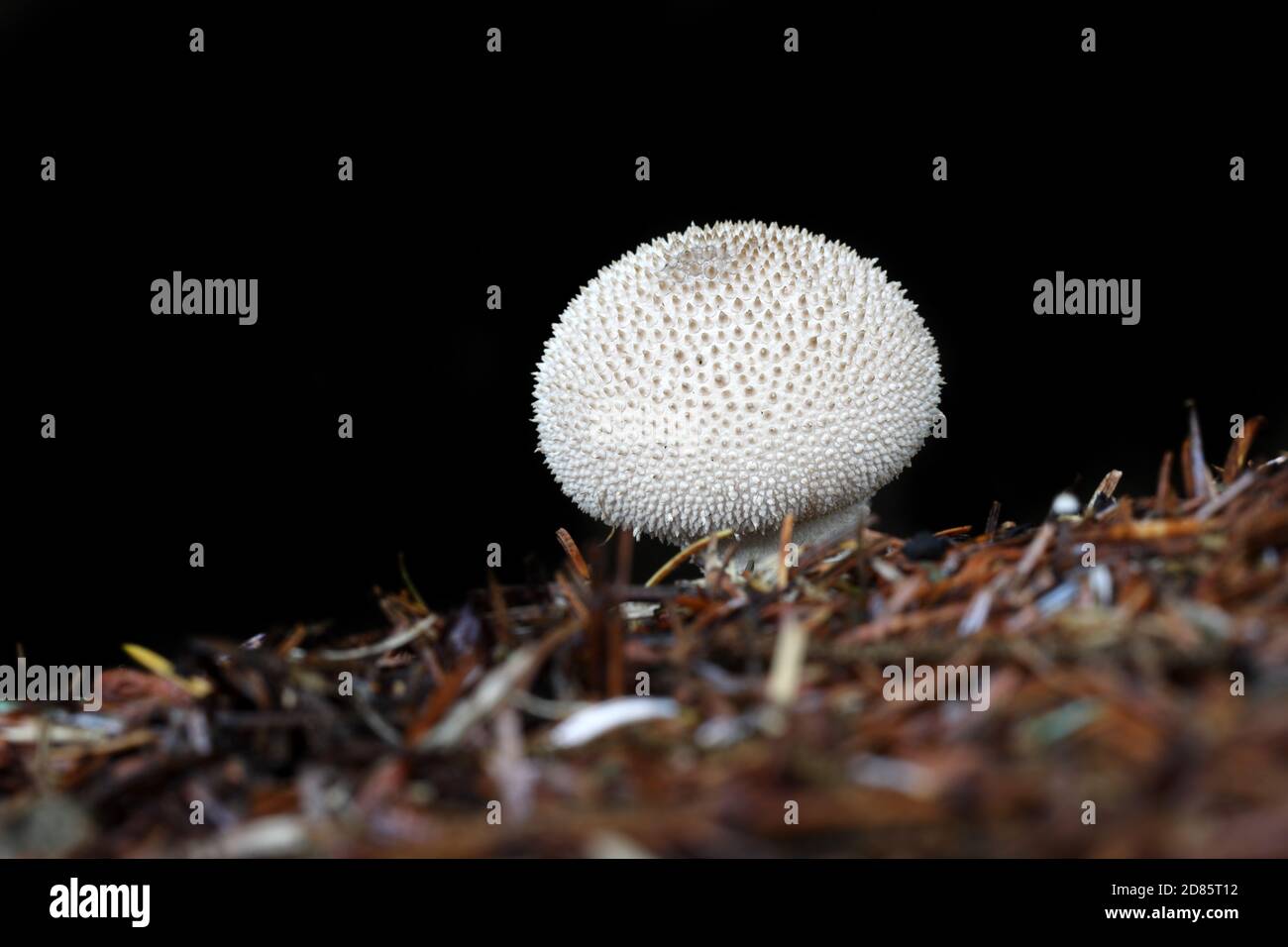 Puffball Mushroom (Lycoperdon perlatum), North Pennines, County Durham UK, Stockfoto