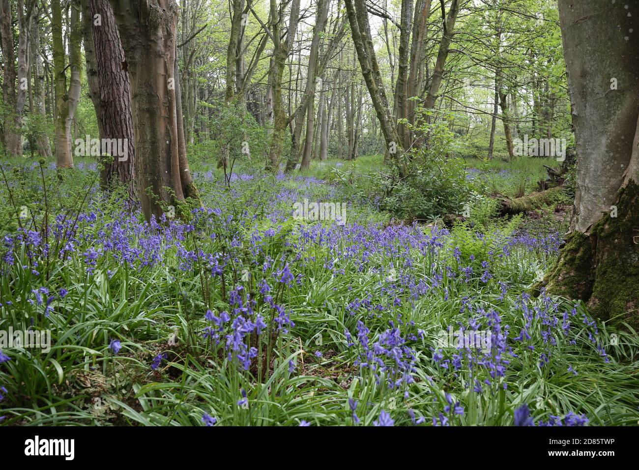 Fullerton Woods, Troon , Ayrshire, Schottland 24 April 2019 Ein magischer Fairy Trail, der von Anwohnern im lokalen Wald erstellt wurde. Der Weg ist ein Rundkurs um Fullerton Wälder und hat mehrere Feenhäuser und Baum mit allen Sorta von Feen gesammelt Waren Stockfoto