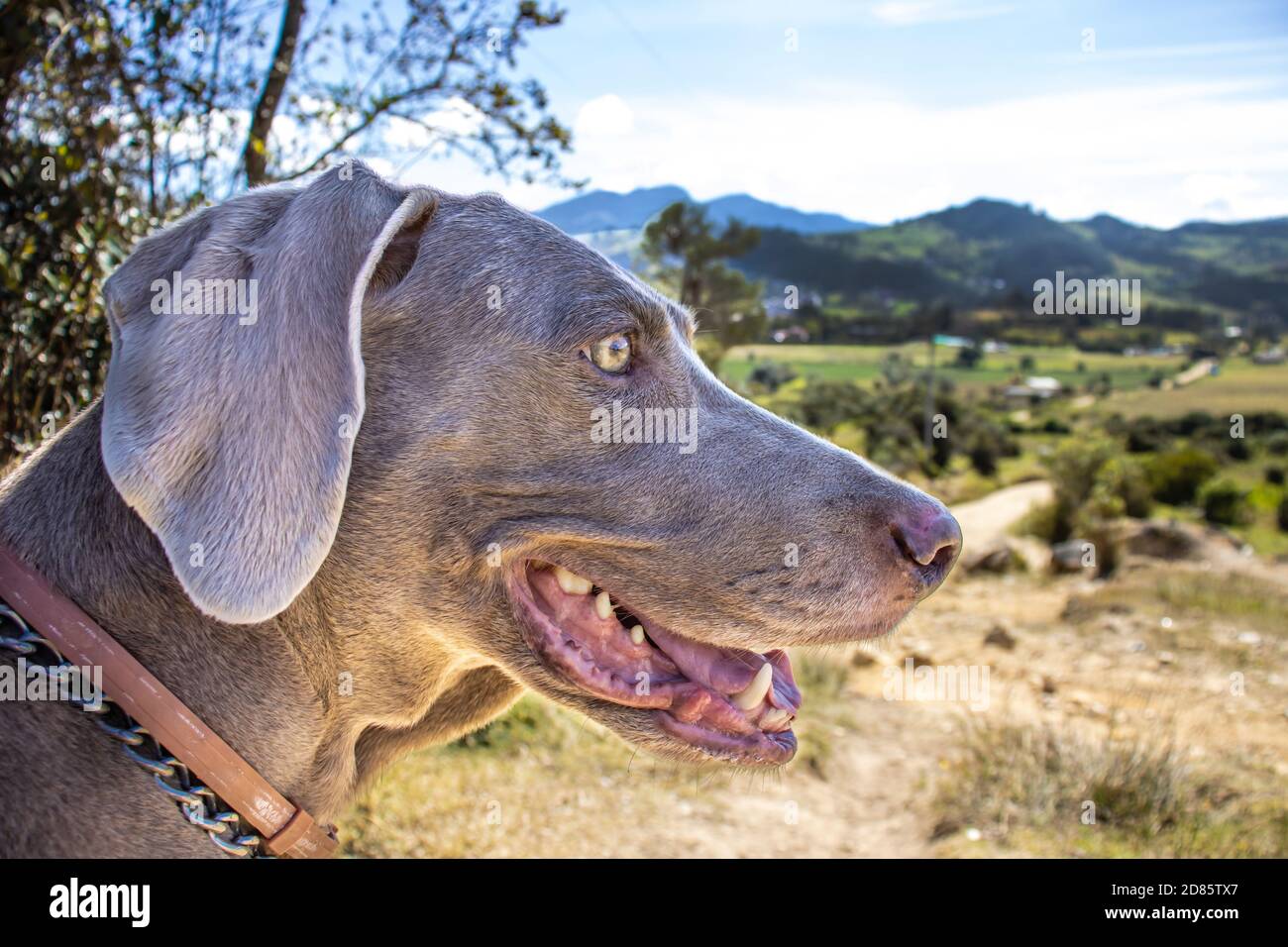 Weimaraner Hund mit Blick auf die schöne Landschaft von La Calera Eine Gemeinde an den östlichen Ranges des kolumbianischen Anden in der Nähe von Bogota Stockfoto