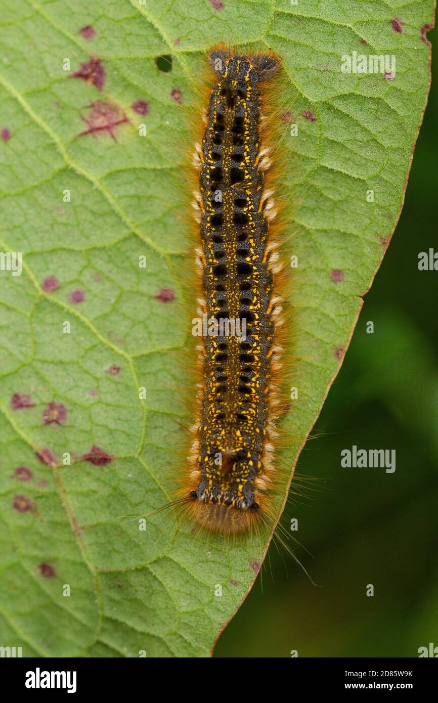 Raupe der trunkenden Motte (Euthrix potatoria) auf einem Hafenblatt Stockfoto