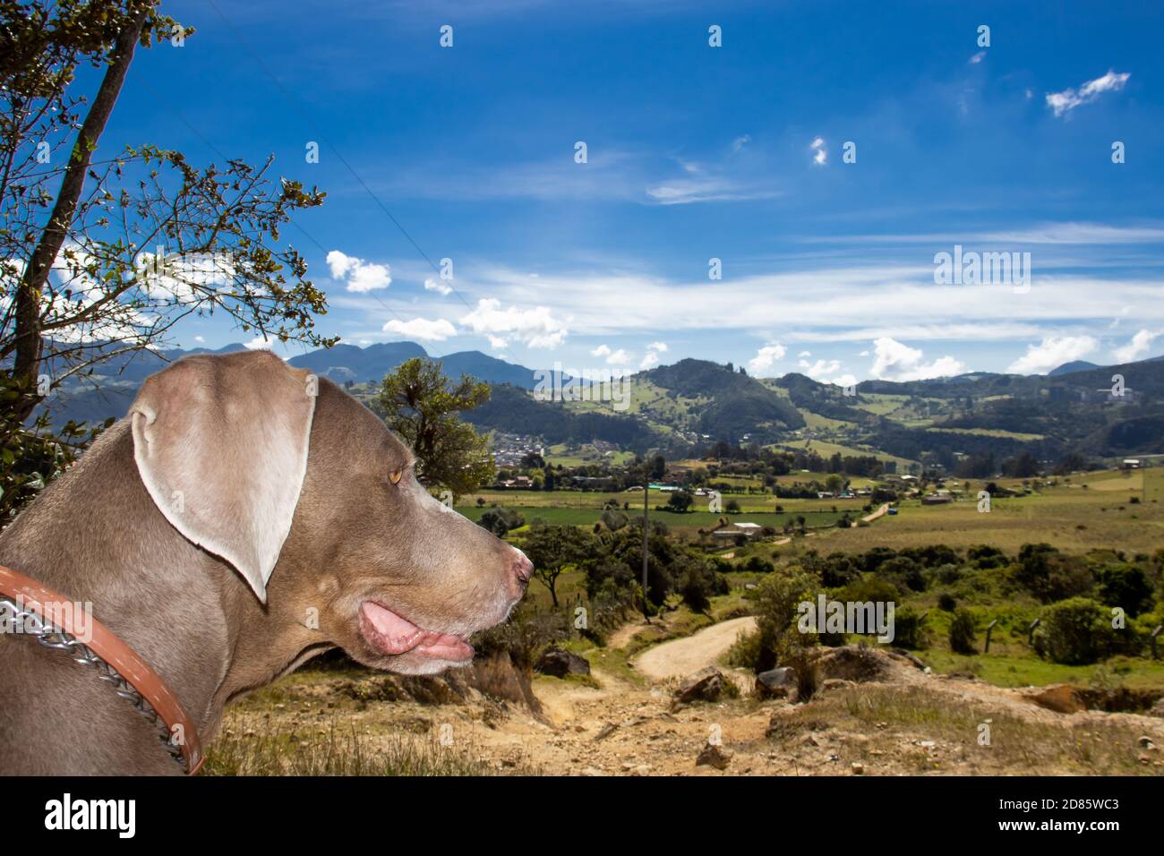 Weimaraner Hund mit Blick auf die schöne Landschaft von La Calera Eine Gemeinde an den östlichen Ranges des kolumbianischen Anden in der Nähe von Bogota Stockfoto