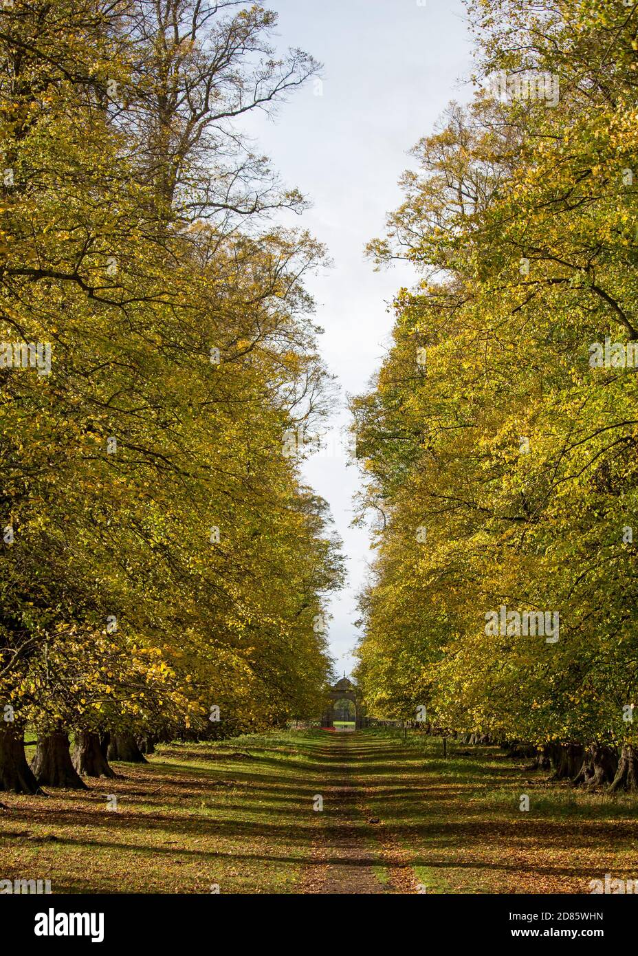 Charlecote Park von Bäumen gesäumte Allee. Stockfoto
