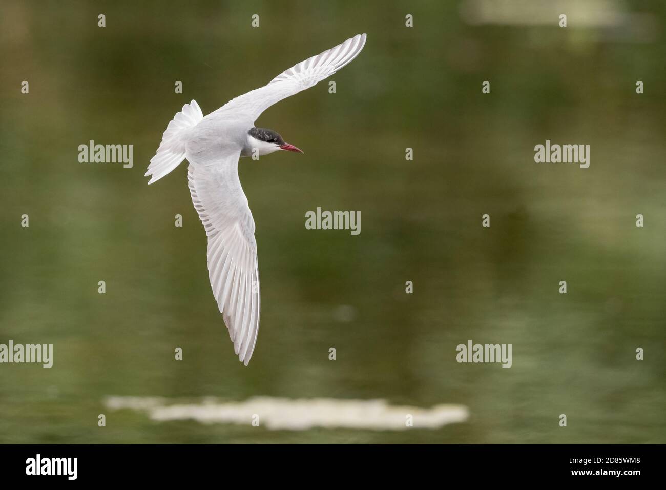 Whiskered Tern (Chlidonias hybrida), Erwachsene im Flug, Kampanien, Italien Stockfoto