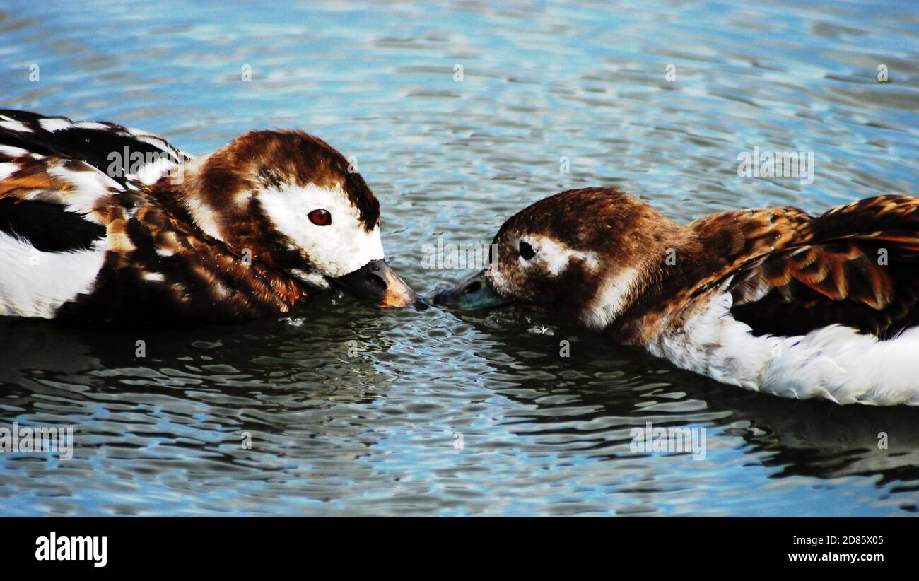 Ein männliches und weibliches Paar von Langschwanz-Ente (Clangula hyemalis) kommt nahe und bewegt sich vom Sommer- zum Wintergefieder. Diese mittelgroßen Seeenten sind selten Stockfoto