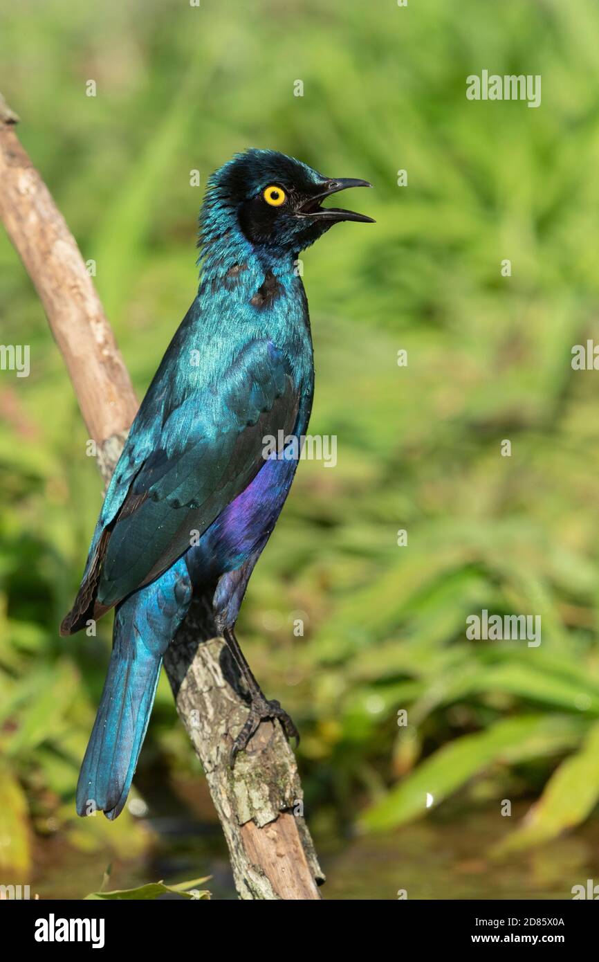 Blauohrstarling (Lamprotornis chalybaeus), Seitenansicht eines Erwachsenen, der nach einem Bad auf einem Ast thront, Mpumalanga, Südafrika Stockfoto