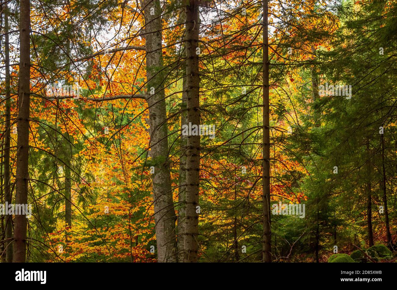 Die Farben des Herbstes. Schöne orange und gelbe Blätter in einen sonnigen Tag in einen Bergwald. Stockfoto
