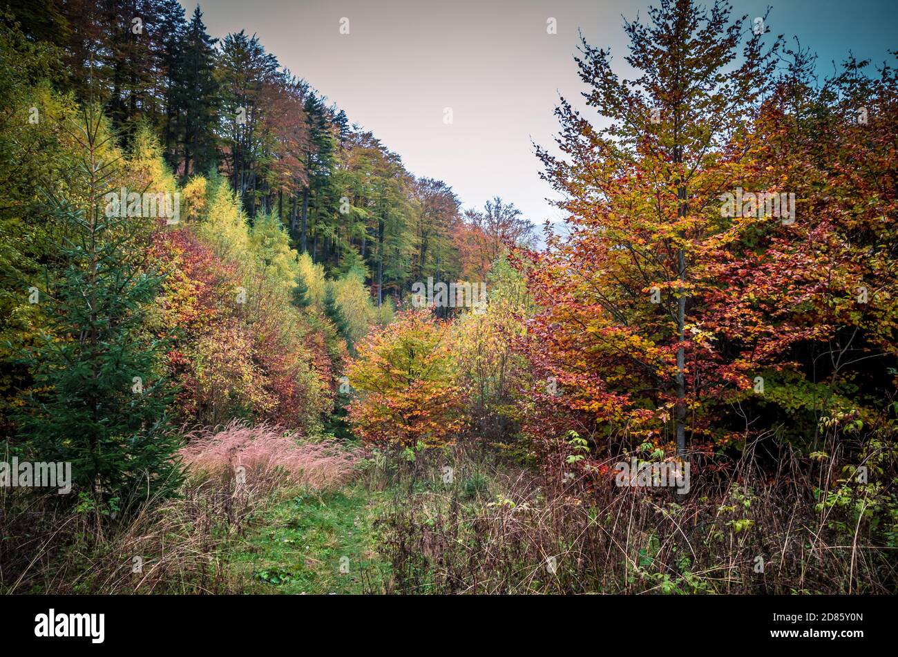 Die Farben des Herbstes. Schöne orange und gelbe Blätter in einen sonnigen Tag in einen Bergwald. Stockfoto