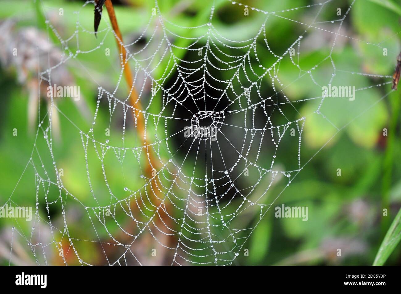 Tautropfen in einem Spinnennetz, das in der Vegetation hängt Stockfoto