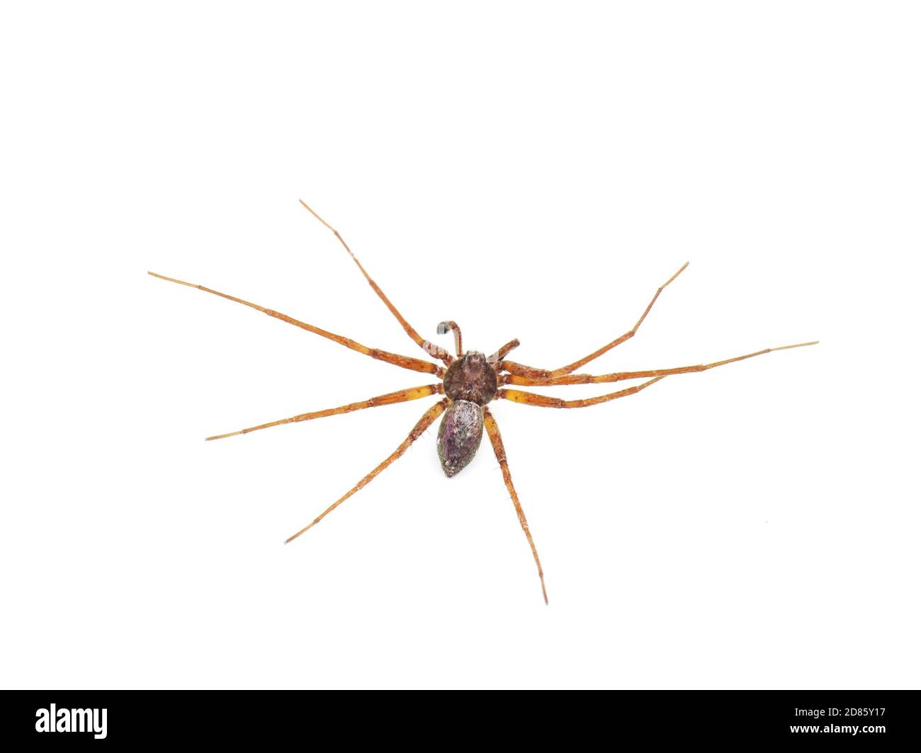 Philodromus Spinne isoliert auf weißem Hintergrund Stockfoto