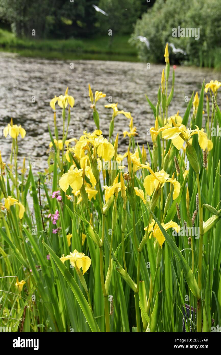 Gelbes Wasser Iris pseudacorus wächst an einem Teich Stockfoto