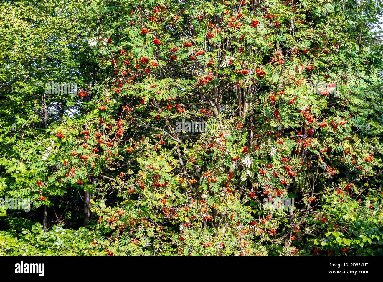 Gebirgsasche (Eberesche, Sorbus), Laubbaum der Rosenfamilie, mit zusammengesetzten Blättern und roten Beeren im Beskid-Gebirge, Polen. Stockfoto