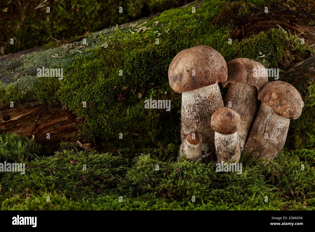 Braune Mütze Steinpilze im Wald. Nahaufnahme, alles im Fokus. Stockfoto