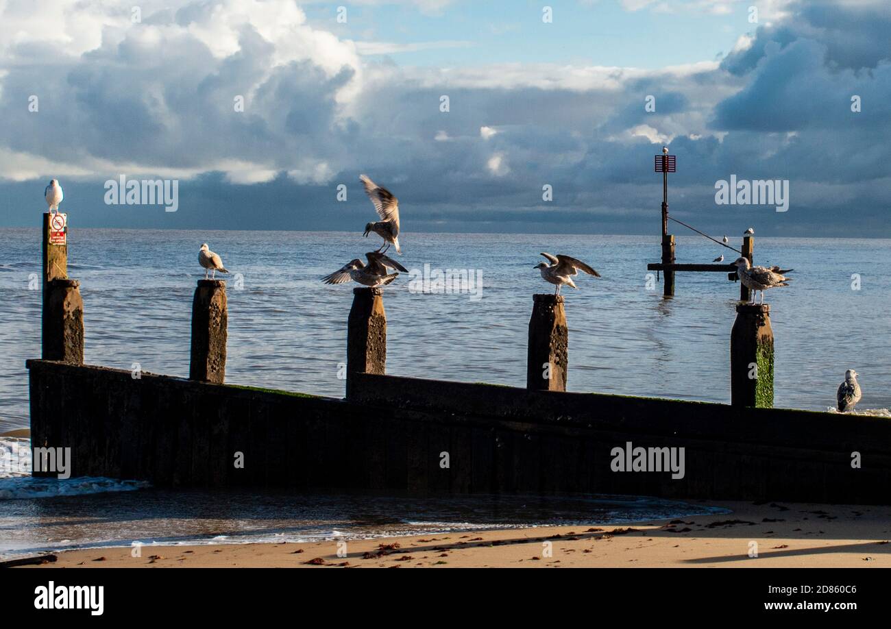 Möwen auf Groynes auf Meeresbrechern, Southwold, Suffolk, Großbritannien Stockfoto