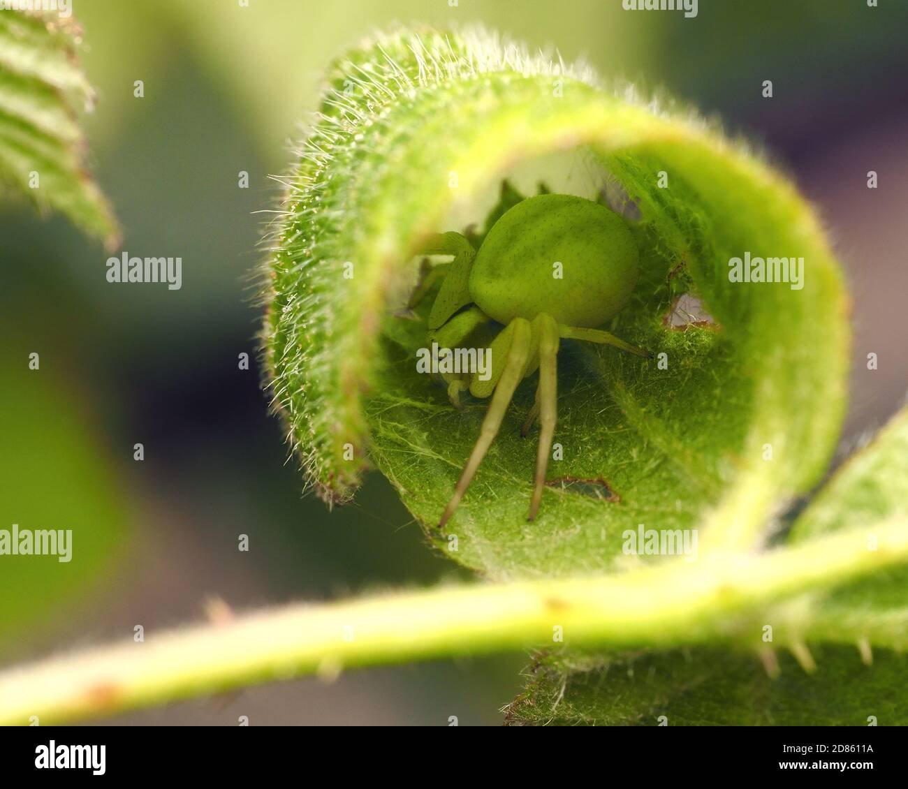 Spinnen Mit Eiern Stockfotos und -bilder Kaufen - Alamy