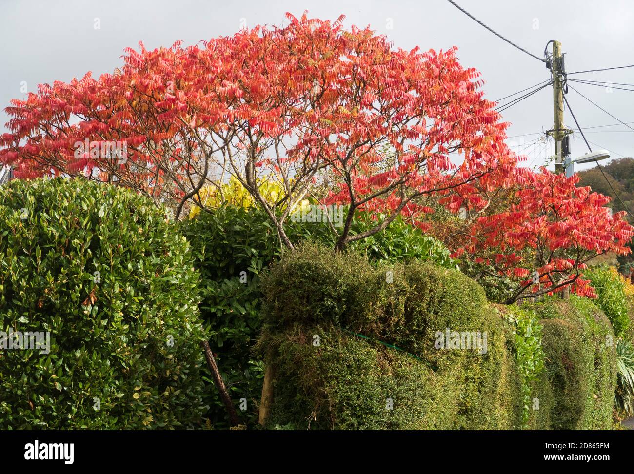 Lebhaft orange rote Herbstlaub auf Rhus typhina oder Hirsch Horn Sumac Stockfoto