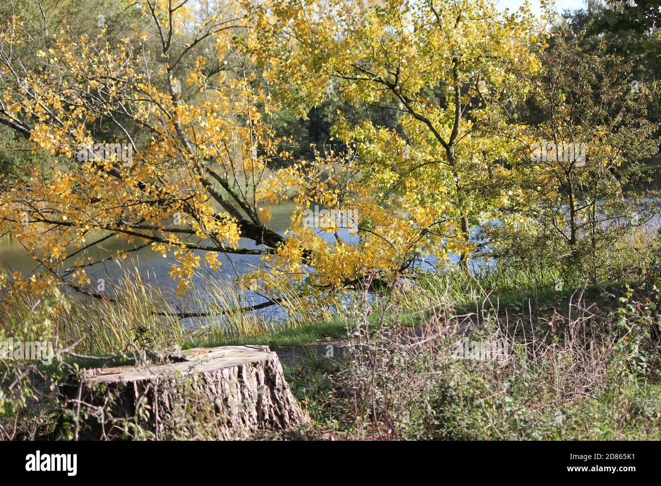 Stadtpark Staddijk Stockfoto