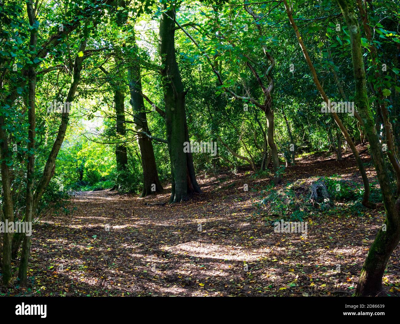 Bewaldete Pfad im Herbst Stockfoto