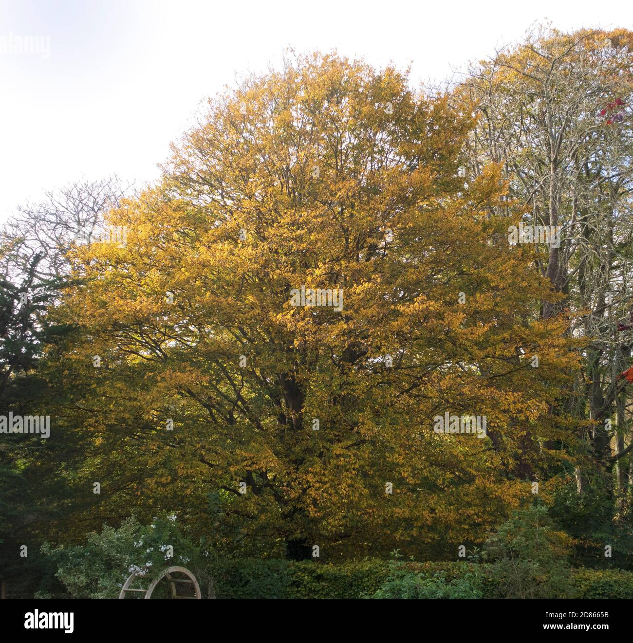 Goldgelbes Laub eines Hainbuche-Baumes im Herbst in Devon, England, UK. Carpinus betulus. Stockfoto