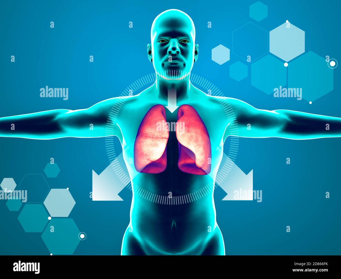 Anatomie des menschlichen Körpers, Lunge und Husten. Arzneimittel zum Lösen  von Schleim. Wirkung von Schleim, der sich in den Atemwegen ansammelt.  3d-Rendering Stockfotografie - Alamy