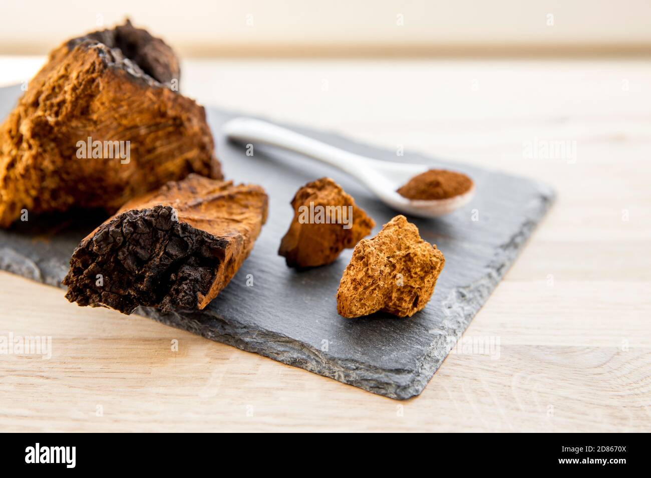 Gesunde reine wilde natürliche Chaga Pilz, Inonotus obliquus Pulver und Brocken bilden Tee, Kaffee und Kräuterhilfsmittel. Vom Baumstamm. Stockfoto