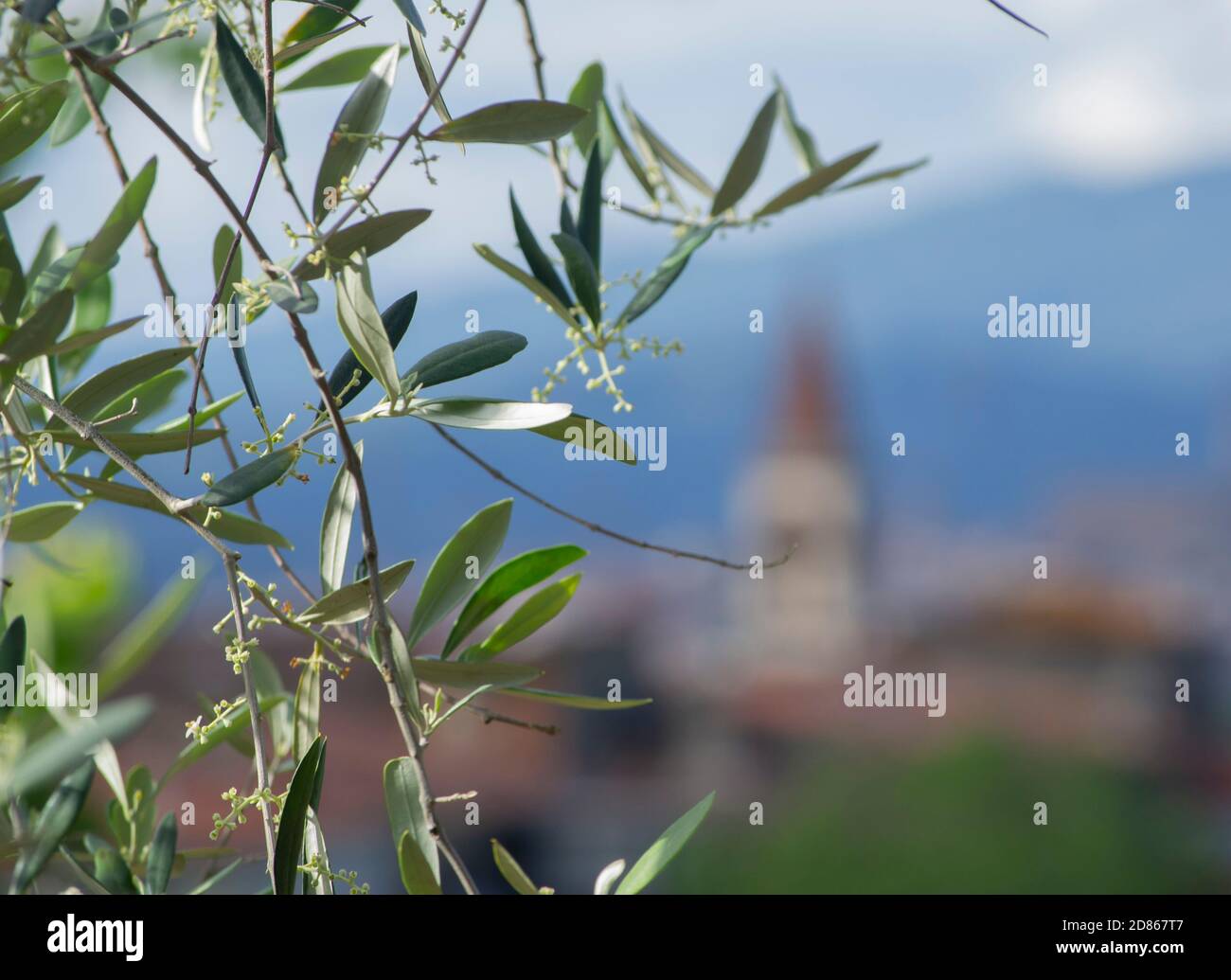 Olivenbaum Zweig in der toskanischen Landschaft. Eine Dorfkirche mit ihrem Glockenturm im Hintergrund Stockfoto