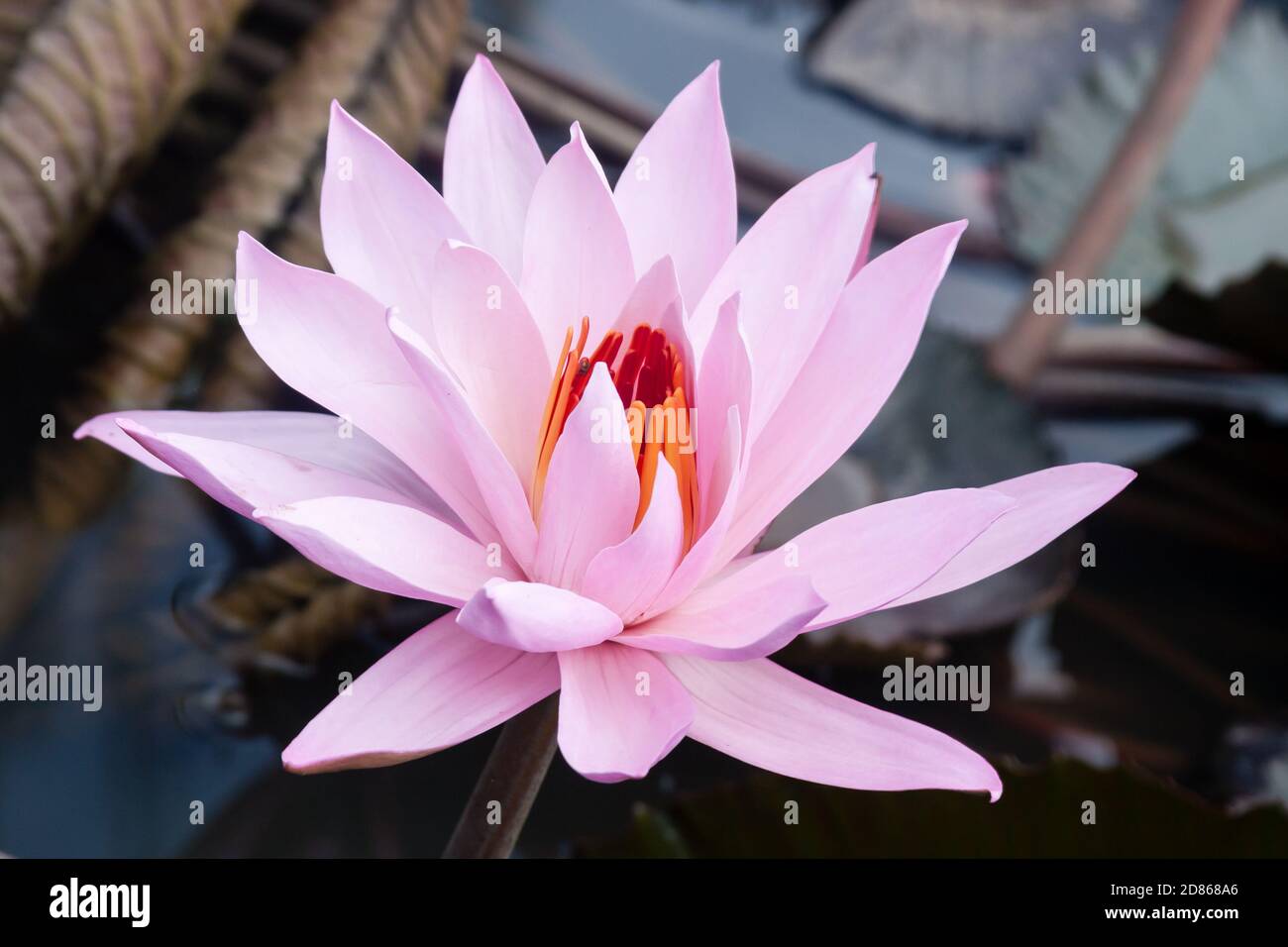 Große wilde rosa Seerose oder Lotusblume. Nymphaea im Teich. Stockfoto