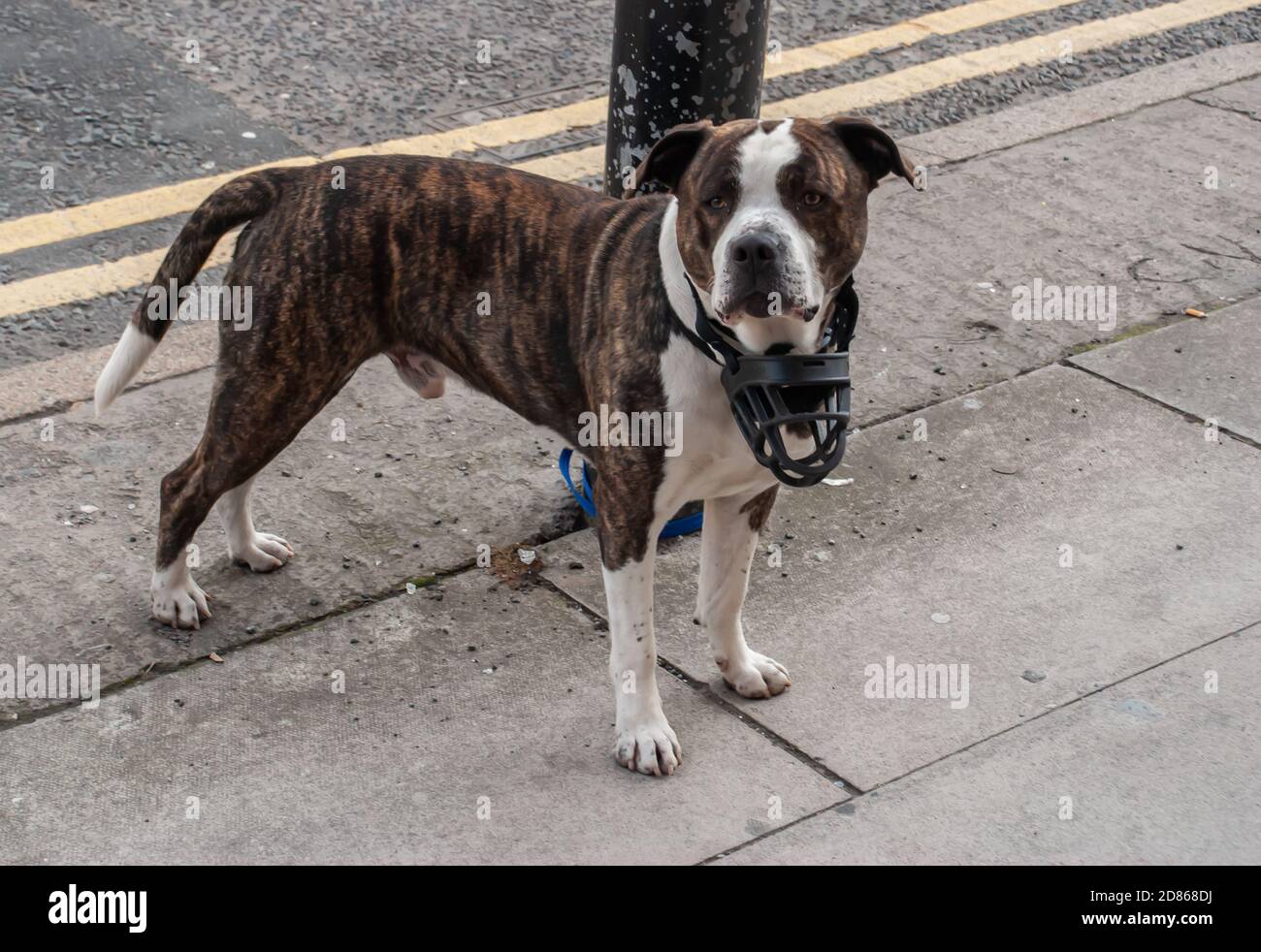 Ein Pitbull Terrier Hund binden an Seil mit Stahlstange entlang der Straße. Wilder Hund, kein Fokus, speziell. Stockfoto