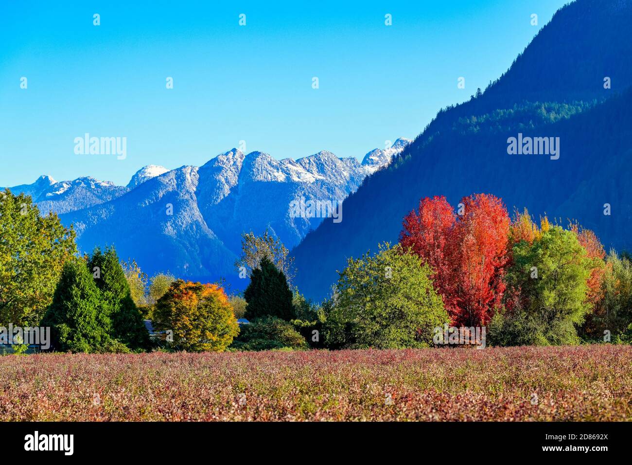 Herbstfarbe, Pitt Meadows, British Columbia, Kanada Stockfoto