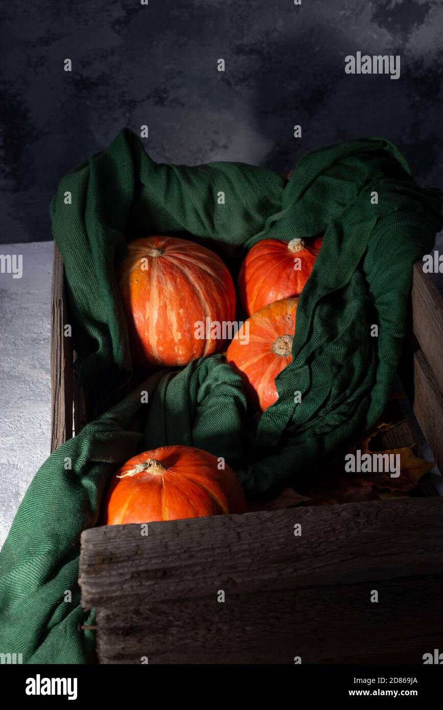 Herbst Stillleben rote Kürbisse liegen in einem grünen Schal in einer alten Holzkiste, auf dunklem Hintergrund Rustikales Herbst Stillleben mit Mini-Kürbissen auf altem Holz Stockfoto