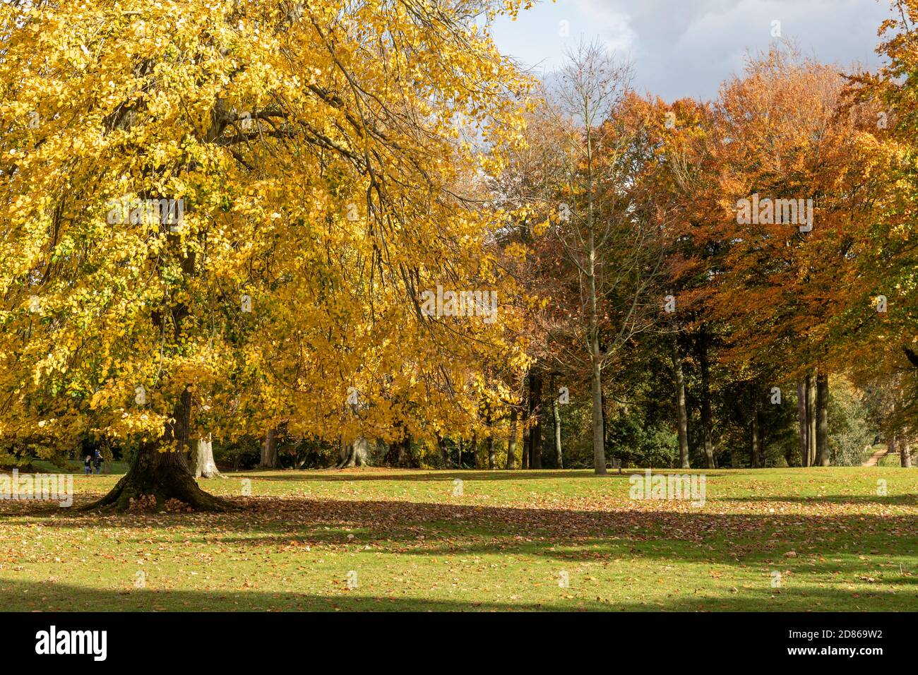 Goldene Herbstfarbe in den Bäumen im Bowood House and Gardens, Calne, Wiltshire, England, Großbritannien Stockfoto